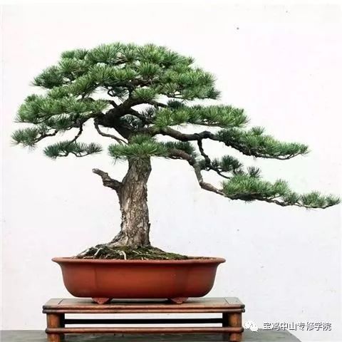 這3種盆景養成精品，價值上萬——盆景藝術投資指南