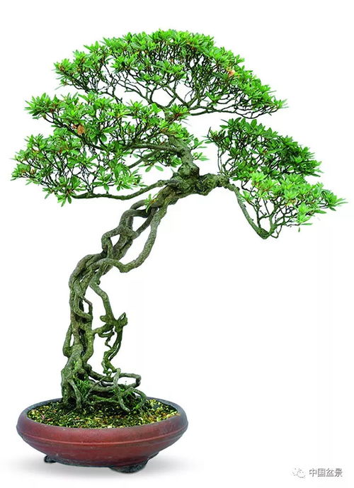 安靜欣賞精品盆景，抵達(dá)靈魂的最深處