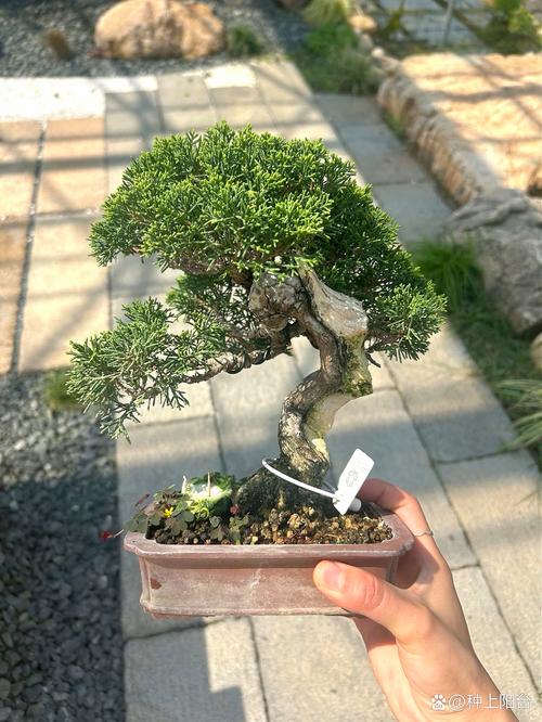 午后時光，靜賞系魚川真柏的獨(dú)特風(fēng)韻